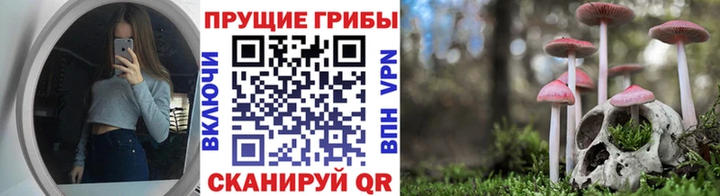 Купить  Бугульма  Галлюциногенные грибы Psilocybe 